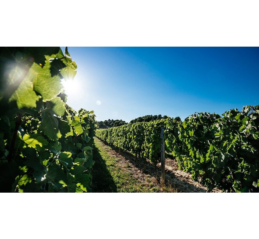 Cabernet Pays d'Oc Frankrijk + wijntas
