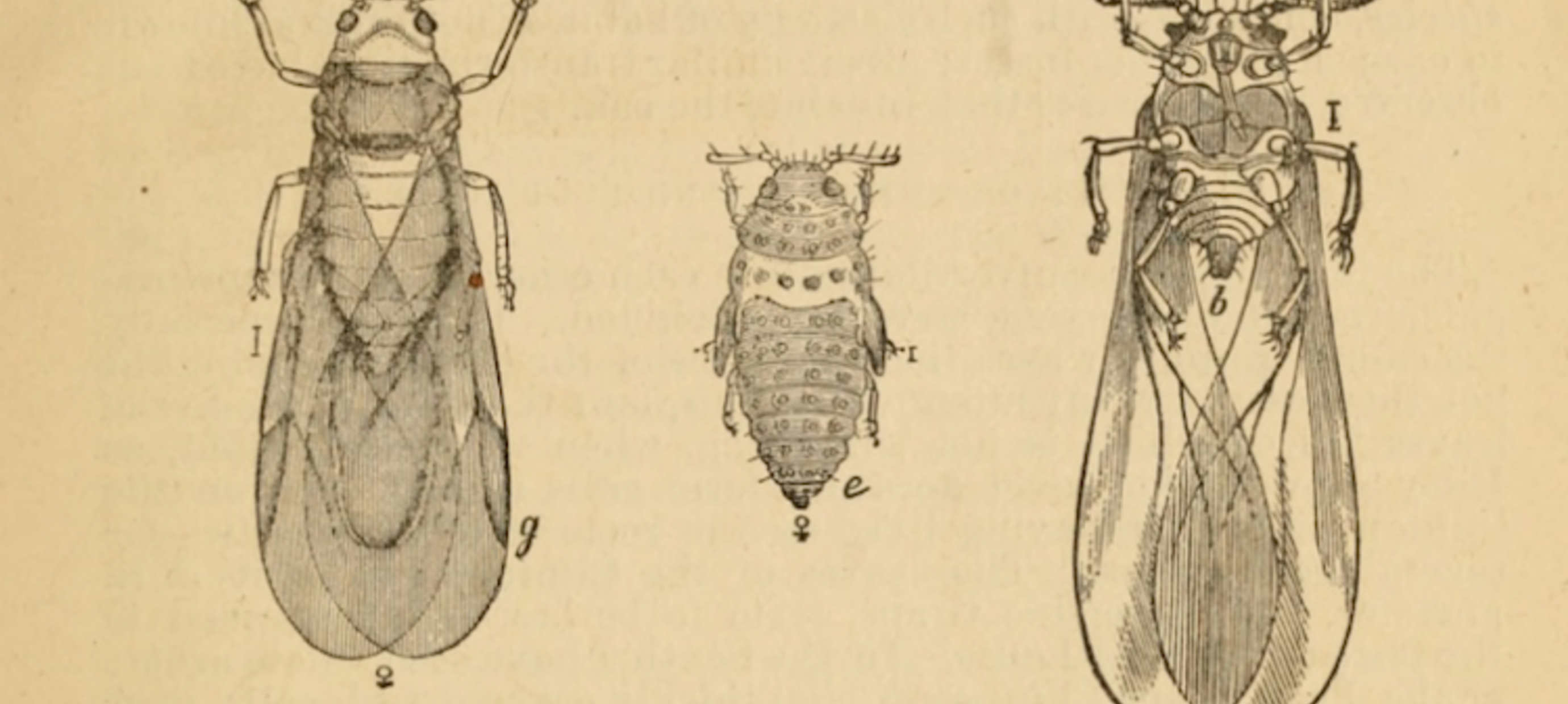 Phylloxera