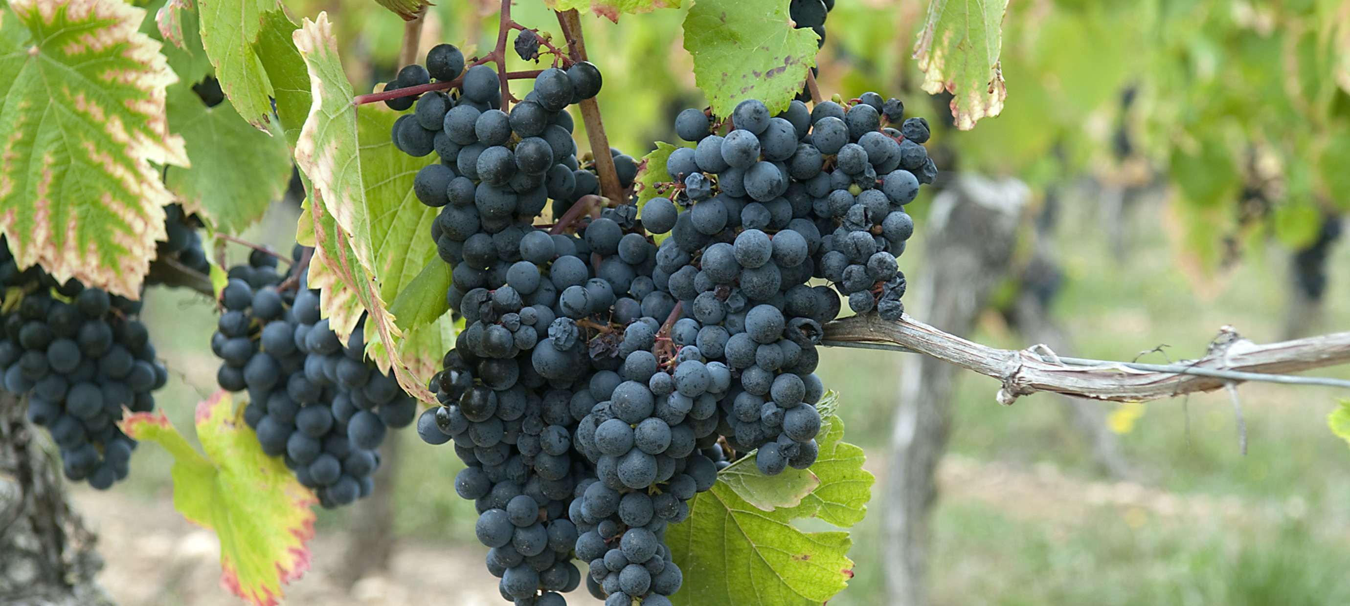 Alles over Malbec in 7 weetjes