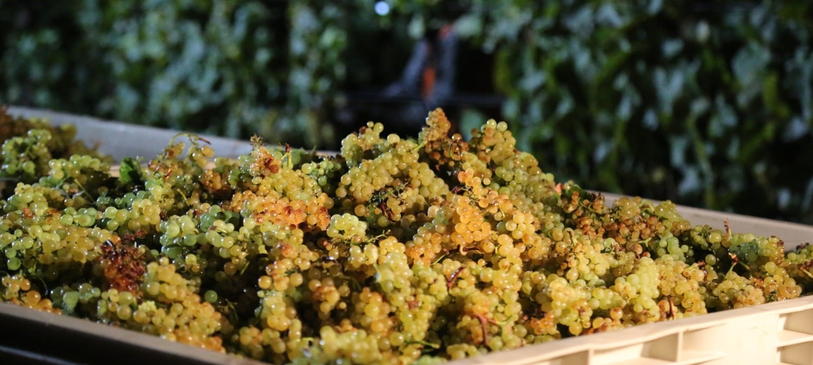 Met Chardonnay de wereld rond