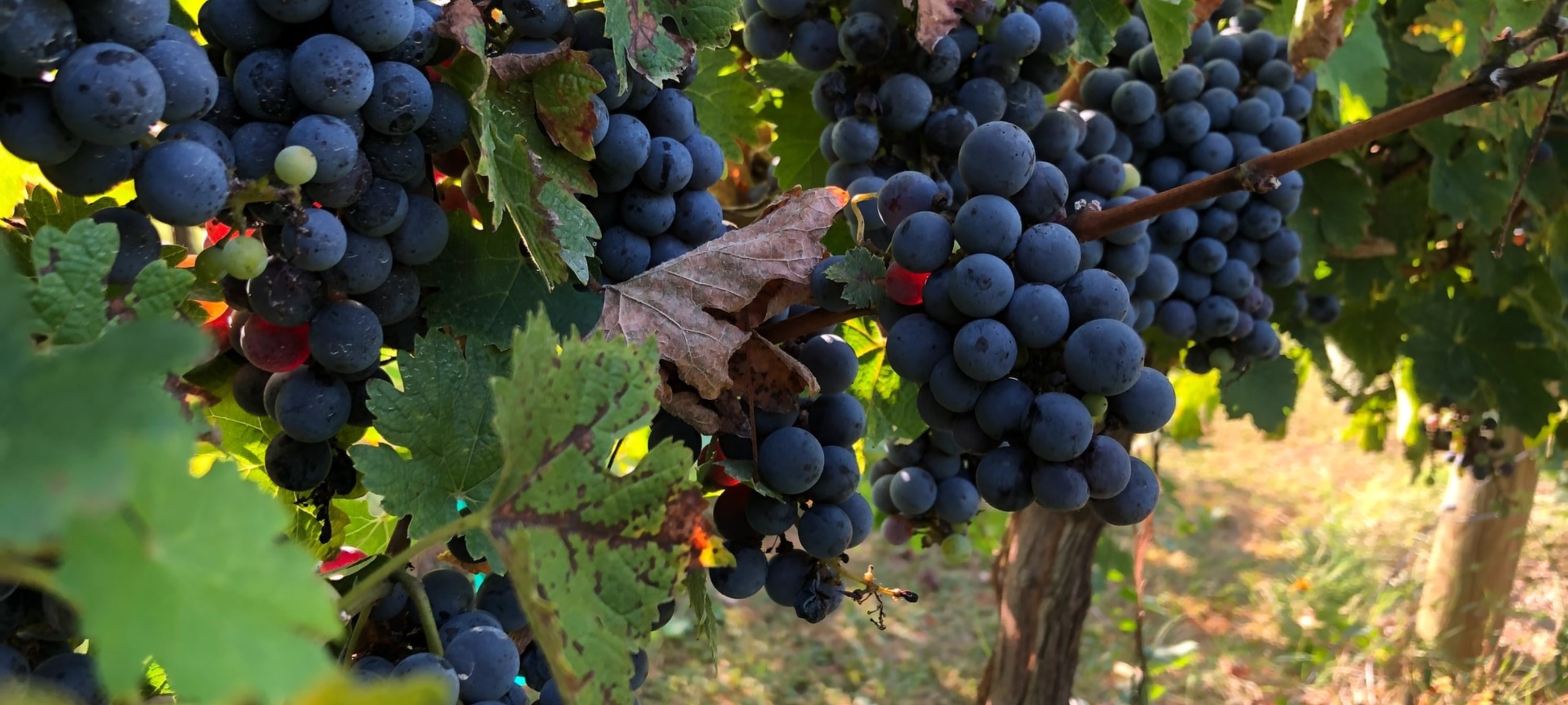 Driemaal Cabernet Sauvignon