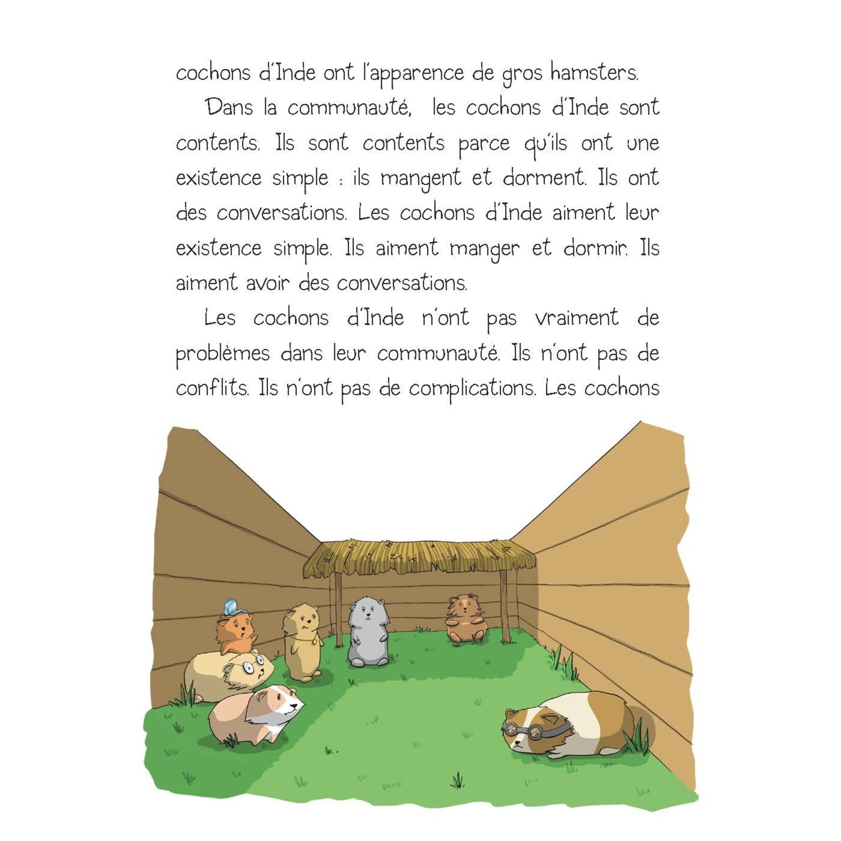Cochons d'Inde en crise