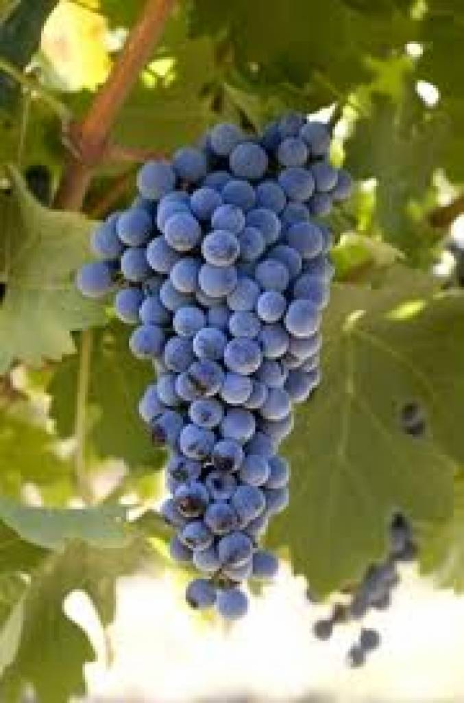 Cabernet Sauvignon blend Vin de Nouvelle-Galles du Sud en Australie