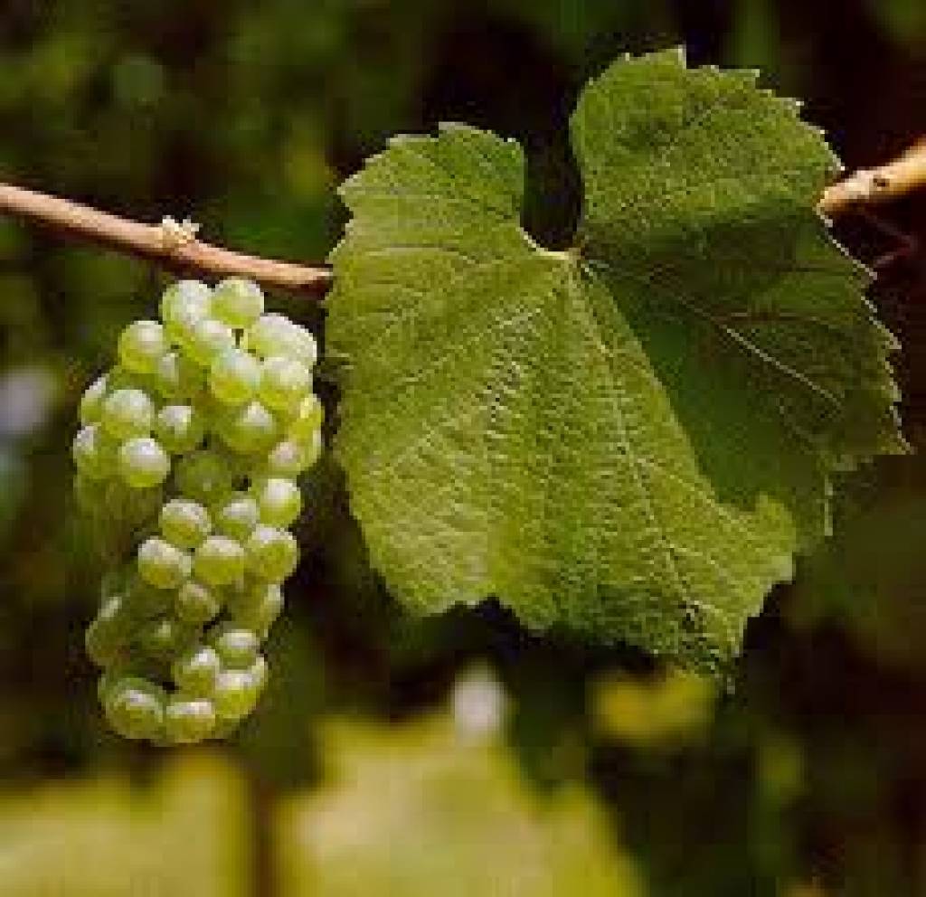 Chardonnay wijn uit New South Wales - Australië