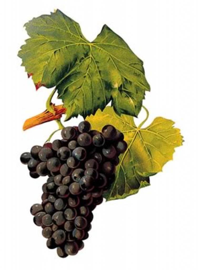 Grenache blend Weine aus New South Wales - Australien