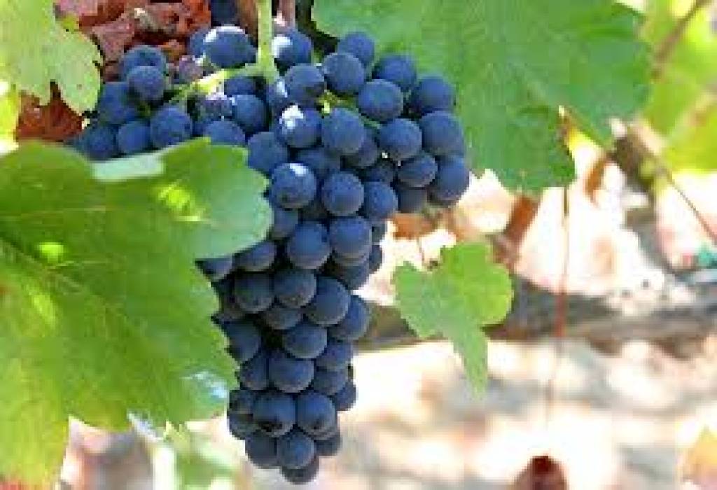 Syrah wijn uit New South Wales - Australië
