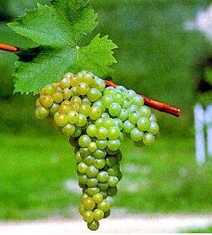 Frontignac feine Weine aus Süd Australien