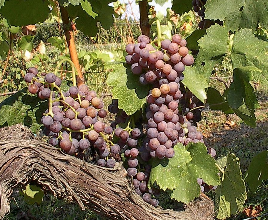 Moschofilero Grape