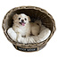 Decomeubel Rattan dog basket IGLO with cushion