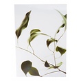 Moebe Moebe floating leaves A3 09 print