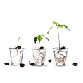 Sprout Sprout  S