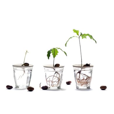 Sprout Sprout  S