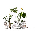 Sprout Sprout L