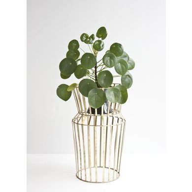 Urban Nature Culture Amsterdam Urban Nature Culture plant standard solstice 50 cm