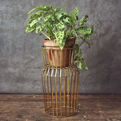 Urban Nature Culture Amsterdam Urban Nature Culture plants standard solstice 86 cm