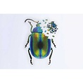 Doiy Slow Puzzle "Beetle"
