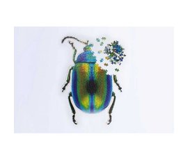 Doiy Slow Puzzle Beetle