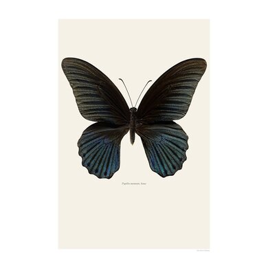 Liljebergs Liljebergs Papilio Memnon Male