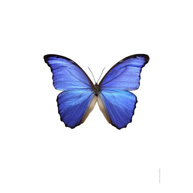 Liljebergs Liljebergs Morpho Portis