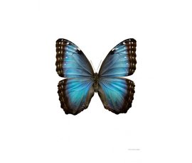 Liljebergs Liljebergs Morpho Helenor Montezuma