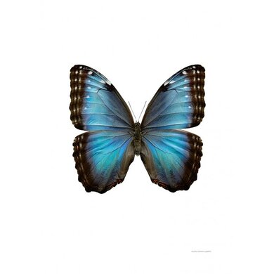 Liljebergs Liljebergs Morpho Helenor Montezuma