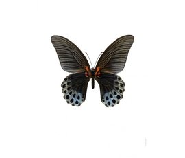 Liljebergs Liljebergs Papilio Memnon Male underside