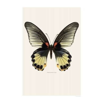 Liljebergs Liljebergs Papilio Memnon Female