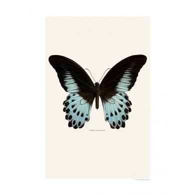 Liljebergs Liljebergs Papilio Polymnestor