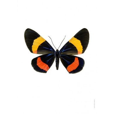 Liljebergs Liljebergs Milioni Drucei