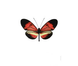 Liljebergs Liljebergs Heliconius Melpomene