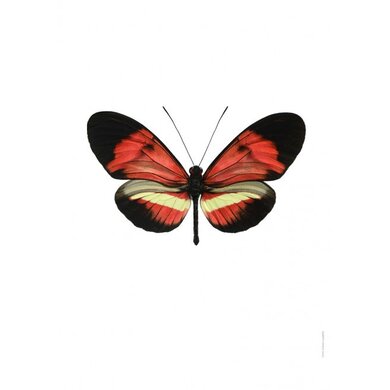 Liljebergs Liljebergs Heliconius Melpomene