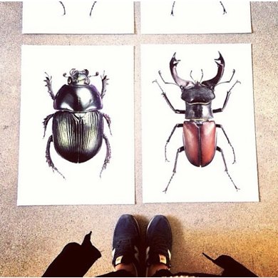 Liljebergs Liljebergs Geotrupes Mutator