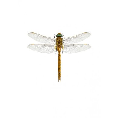 Liljebergs Liljebergs Aeshna Isoceles