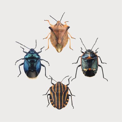 Liljebergs Liljebergs macro mini print