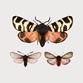 Liljebergs Liljebergs macro mini print vlinder