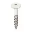 Keralit Torx schroef RVS (100 stuks) - Wit