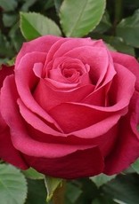Premium Rose  pink " Cherry O " Ecuador ca. 50/60 cm