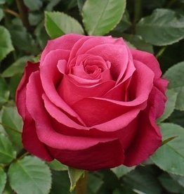 Premium Rose  pink " Cherry O " Ecuador