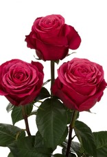 Premium Rose  pink " Cherry O " Ecuador ca. 50/60 cm