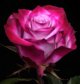 Premium Rose lila " Deep Purple " Ecuador
