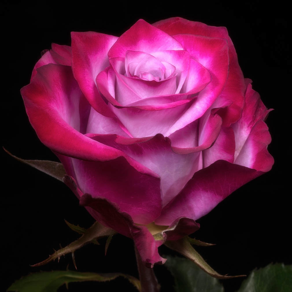 Premium Rose lila " Deep Purple " Ecuador ca. 50/60 cm
