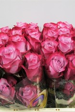 Premium Rose lila " Deep Purple " Ecuador ca. 50/60 cm