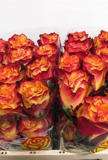 Premium Rose gelb - rot "New Flash " Ecuador 50/60 cm