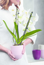 Orchideen Topf Keramik 14 cm Farbe hellgrau matt  der Serie 181 von Griebling Keramik
