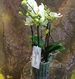 Phalaenopsis  Multiflora " Boquetto " creme-weiß