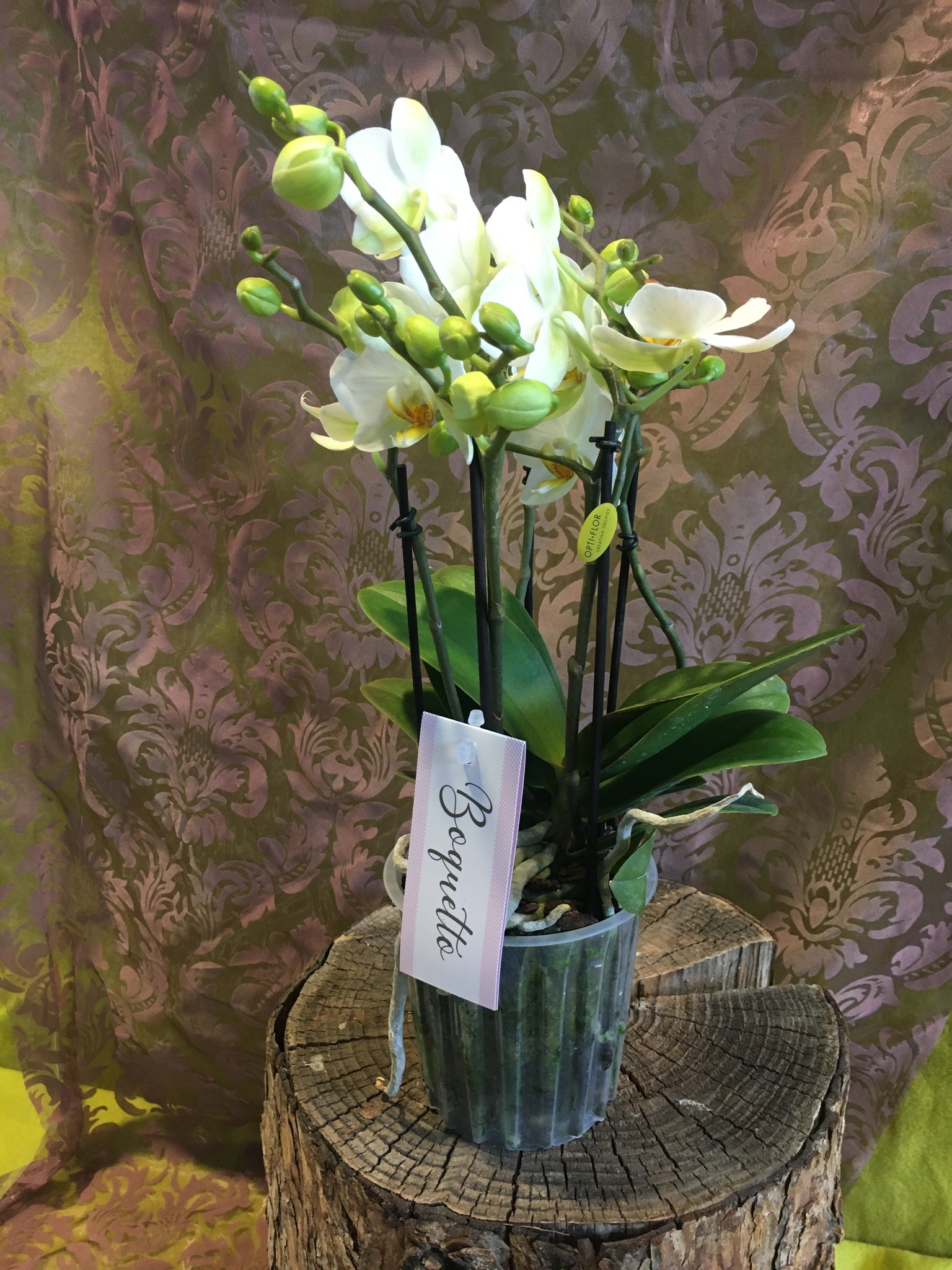 Phalaenopsis Multiflora " Boquetto " creme-weiß Von OPTI-FLOR