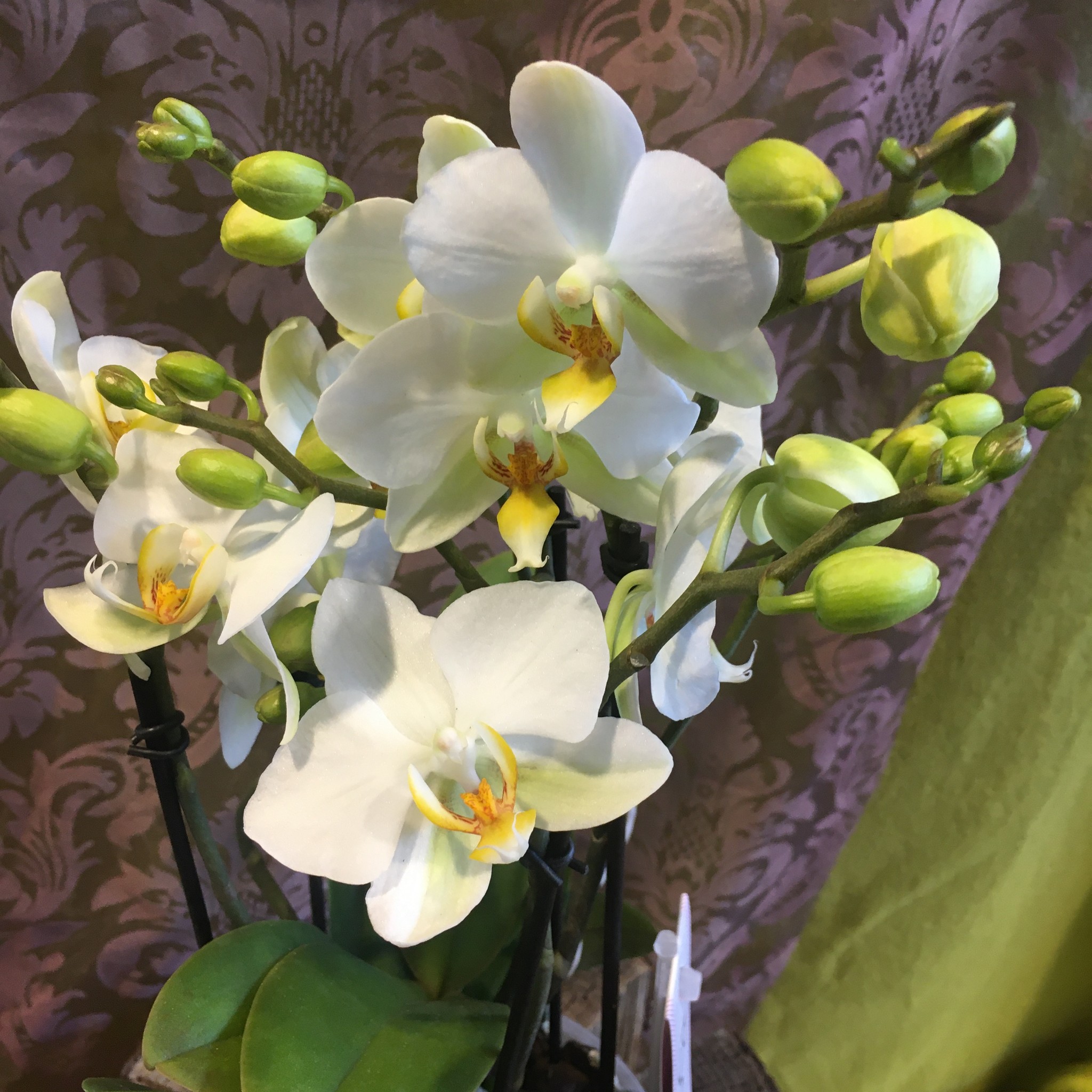 Phalaenopsis Multiflora " Boquetto " creme-weiß Von OPTI-FLOR
