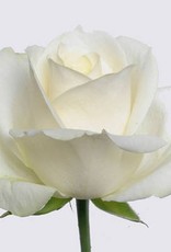 Premium Rose weiß " Avalanche+" 70 cm