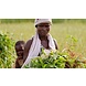Arc en Sels Biologische Sesamolie Orientaals Geparfumeerd Arc en Sels Biologische Sesamolie Orientaals Geparfumeerd