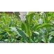 Arc en Sels Biologische Sesamolie Monoï Arc en Sels Biologische Sesamolie Monoï